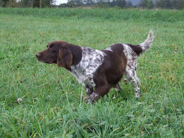 CH. Vitale Vom hundegelaut