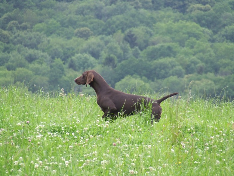 Heidi Vom hundegelaut