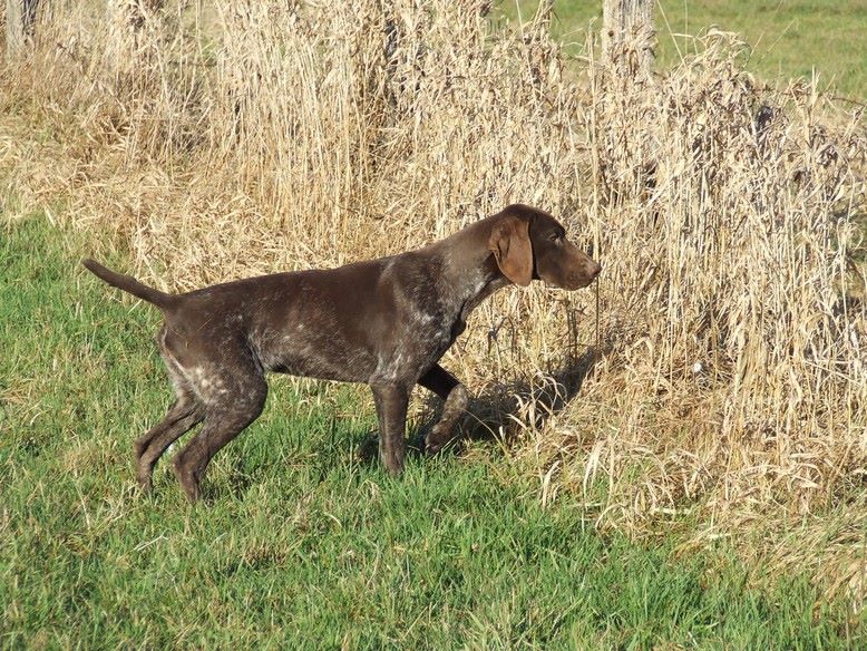 Lara Vom hundegelaut