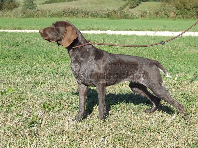 Lisa Vom hundegelaut