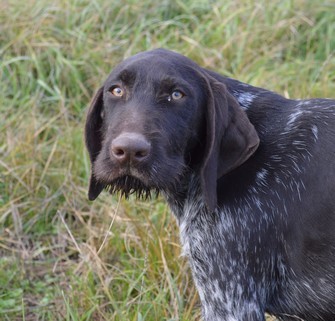 Palombe Vom hundegelaut