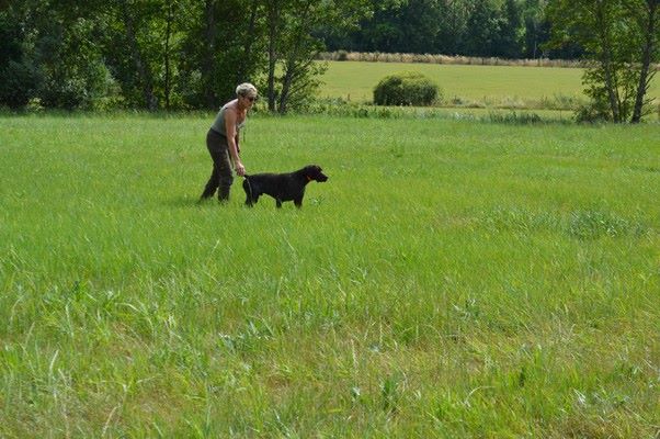 Polo Vom hundegelaut