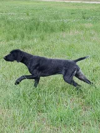 Steppe Vom hundegelaut