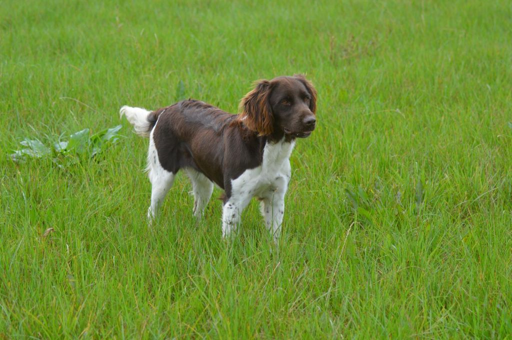 Vica Vom hundegelaut
