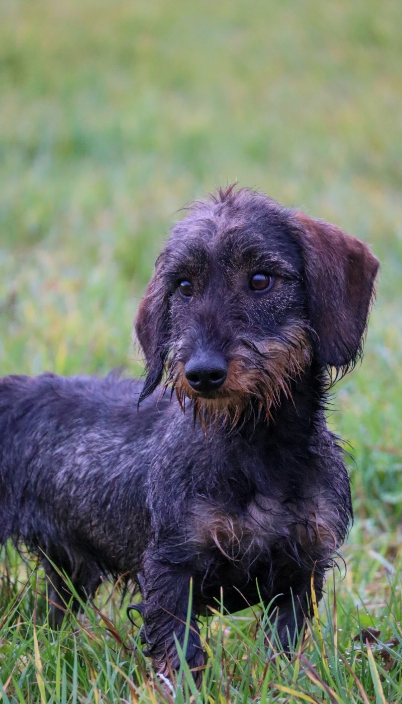 Queena Vom geestmoor