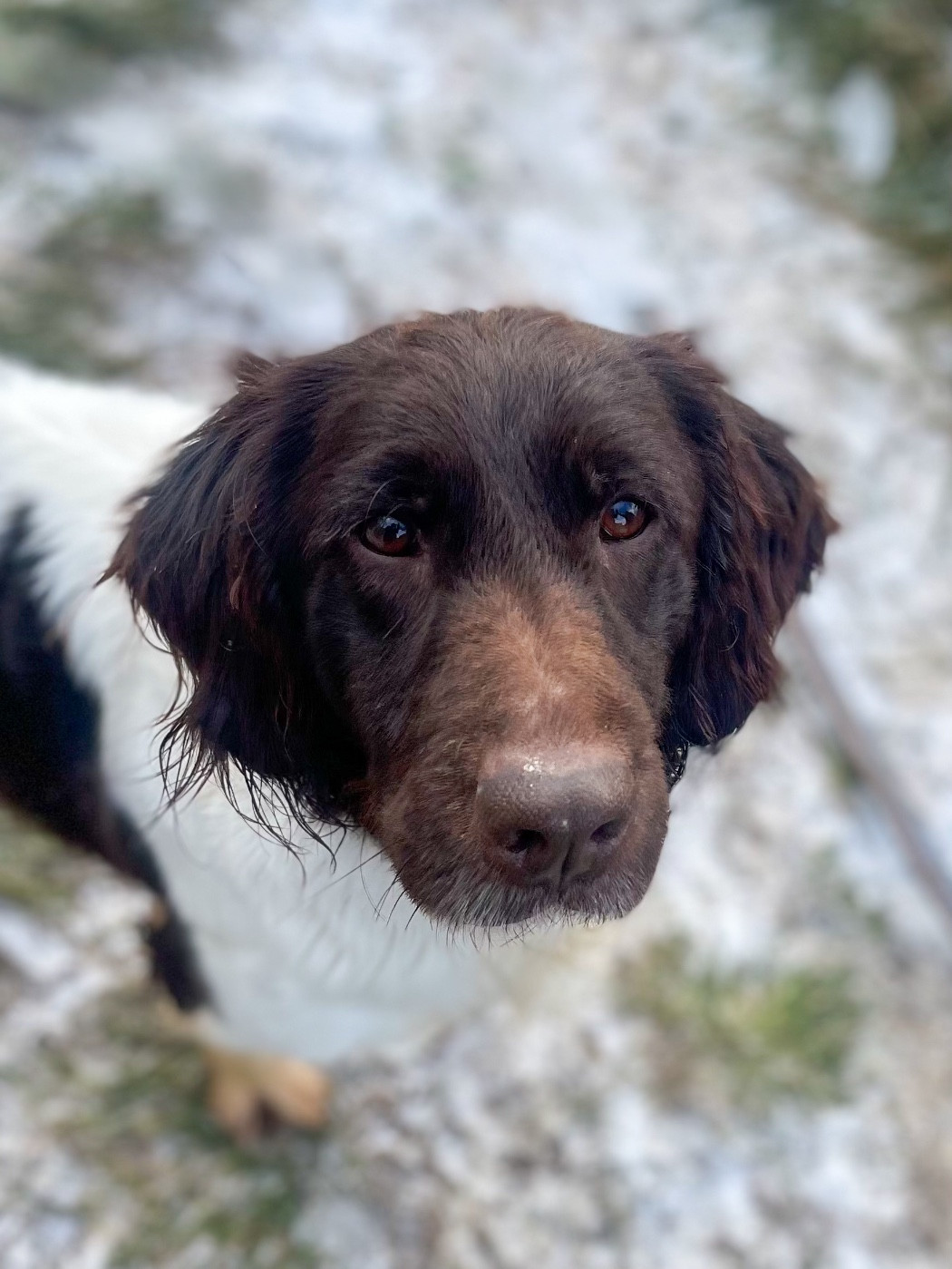 Perle des grandes voivres