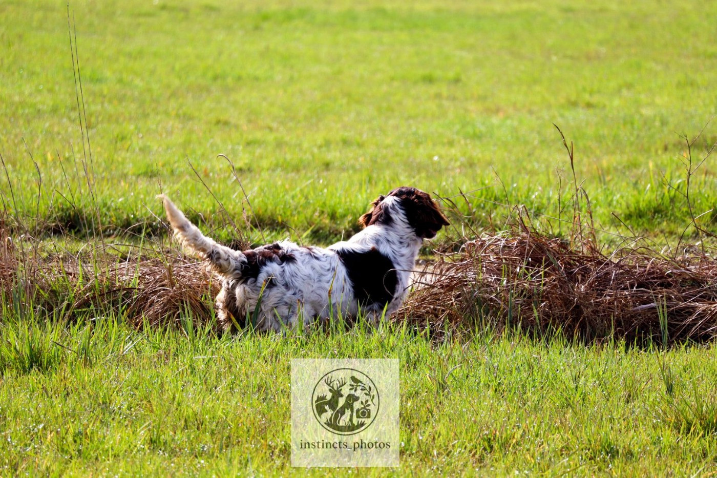 Asta Vom hundegelaut
