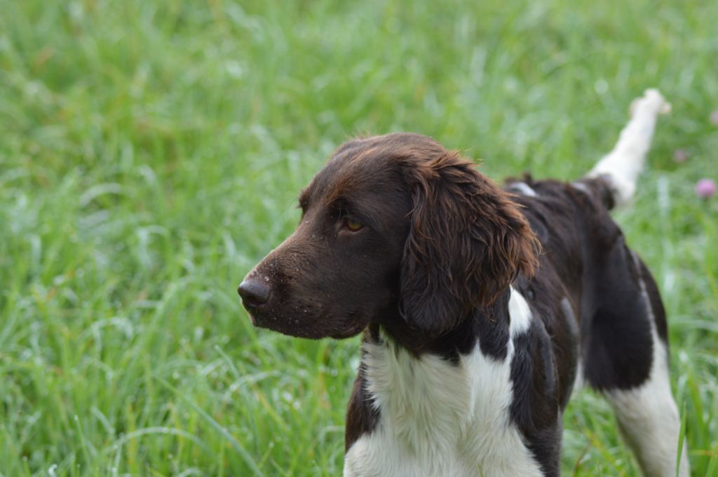 Vom hundegelaut - Vica réussi son TAN à 6 mois