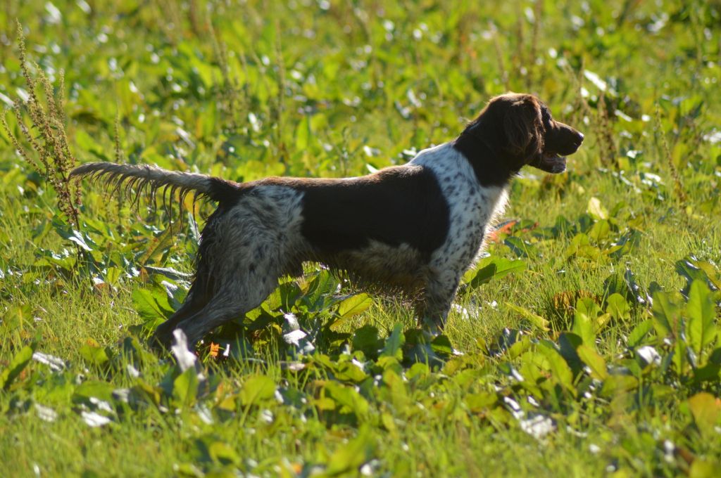 Vom hundegelaut - CACIT pour Uno