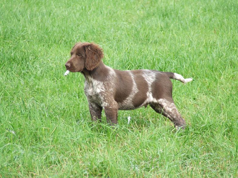 Chiots