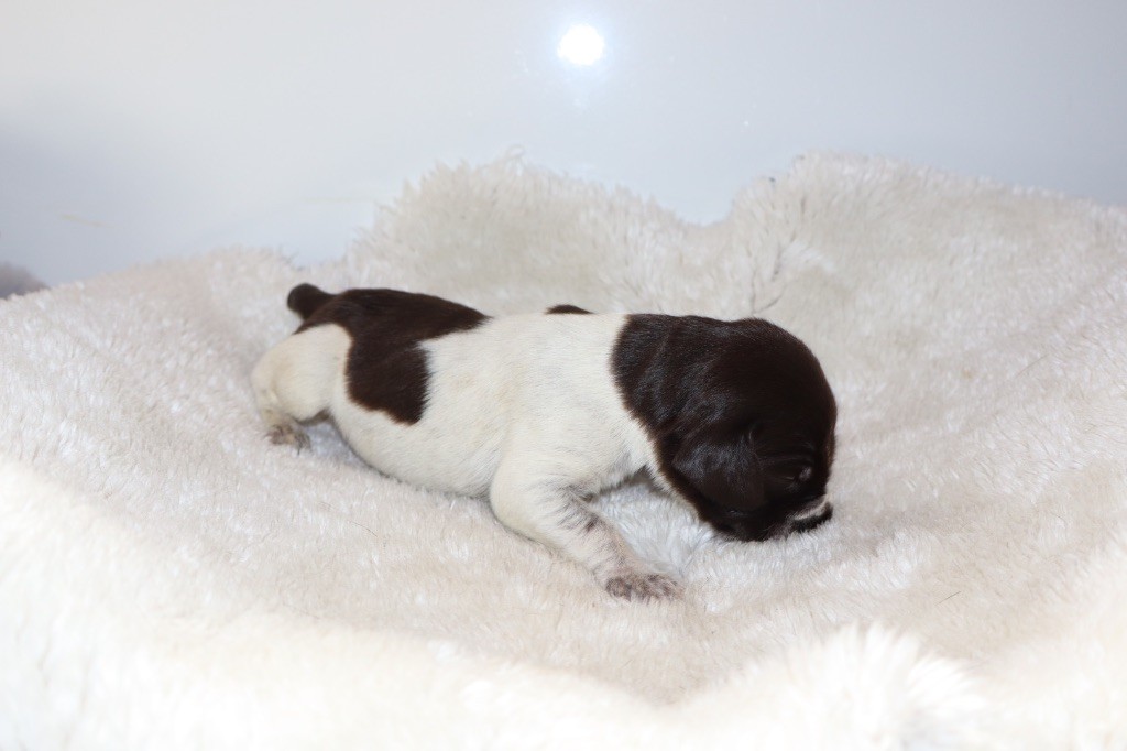 Vom hundegelaut - Chiots disponibles - Chien d'arrêt allemand à poil dur