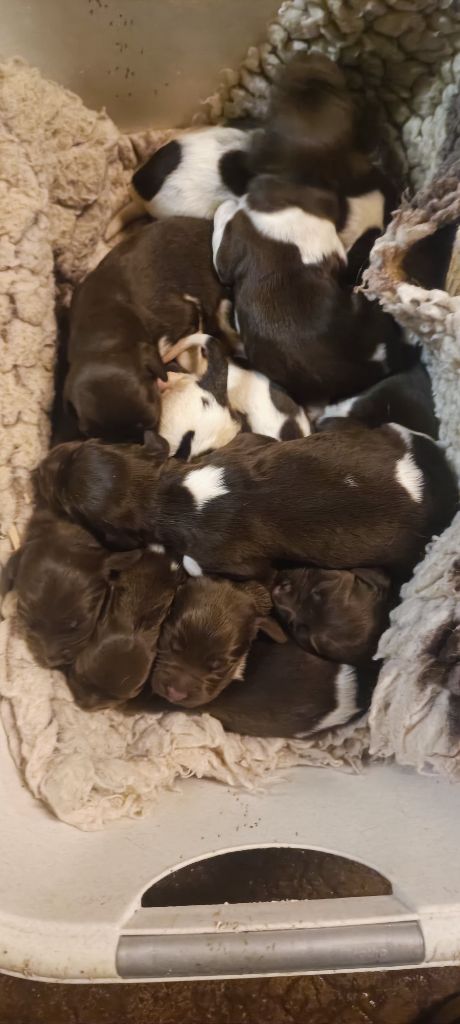 Chiot Petit Epagneul de Münster Vom hundegelaut
