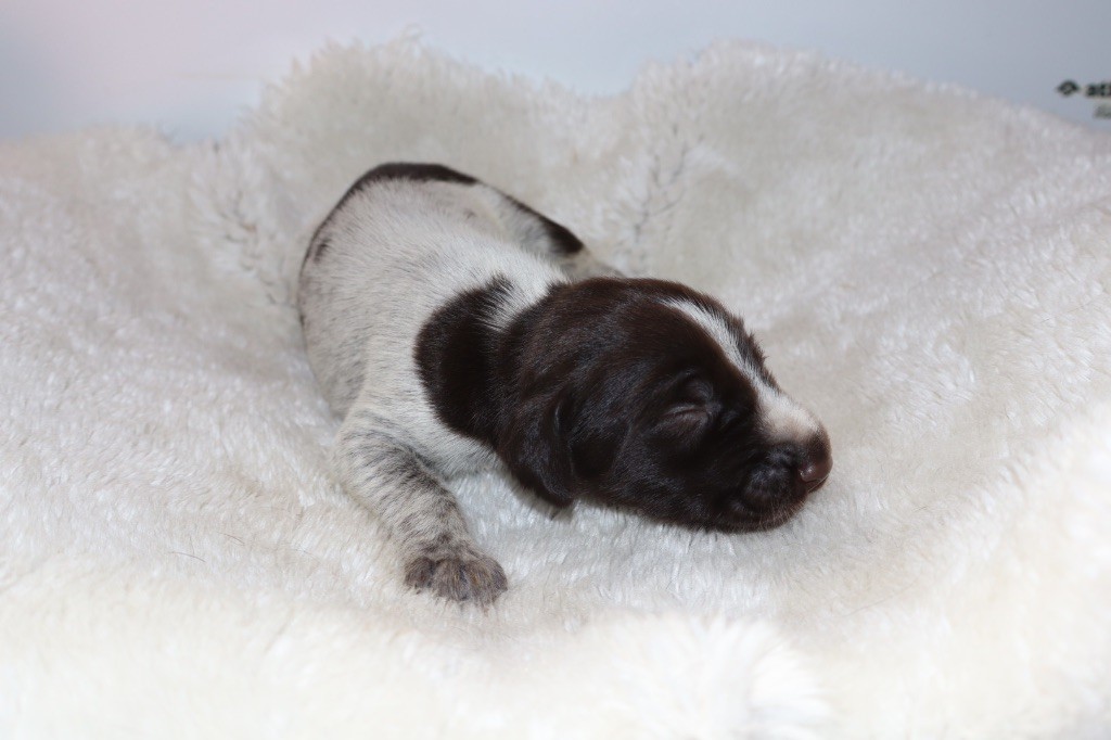 Vom hundegelaut - Chiots disponibles - Chien d'arrêt allemand à poil dur