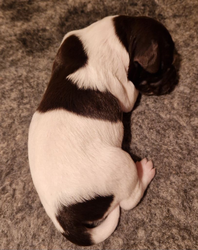 Vom hundegelaut - Chiots disponibles - Petit Epagneul de Münster