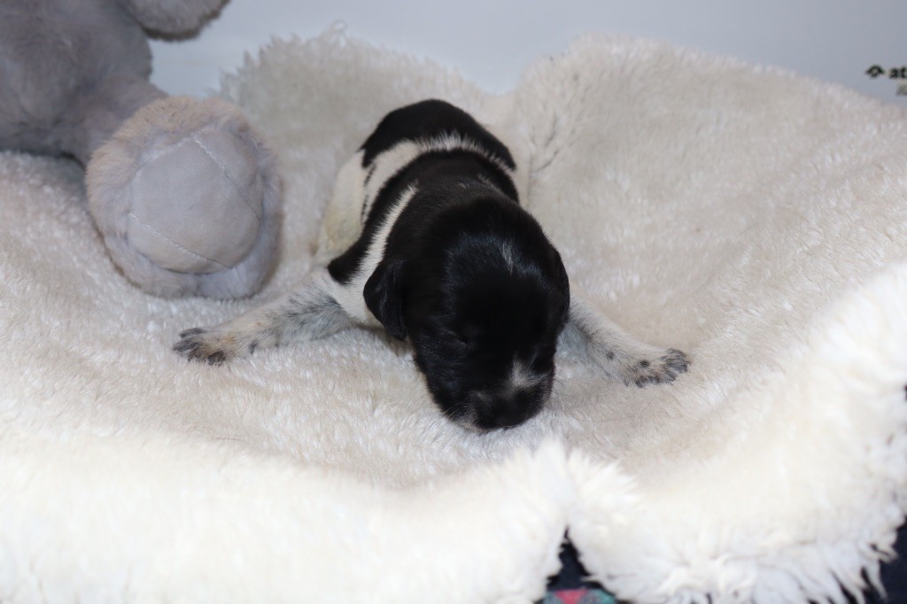 Vom hundegelaut - Chiots disponibles - Chien d'arrêt allemand à poil dur