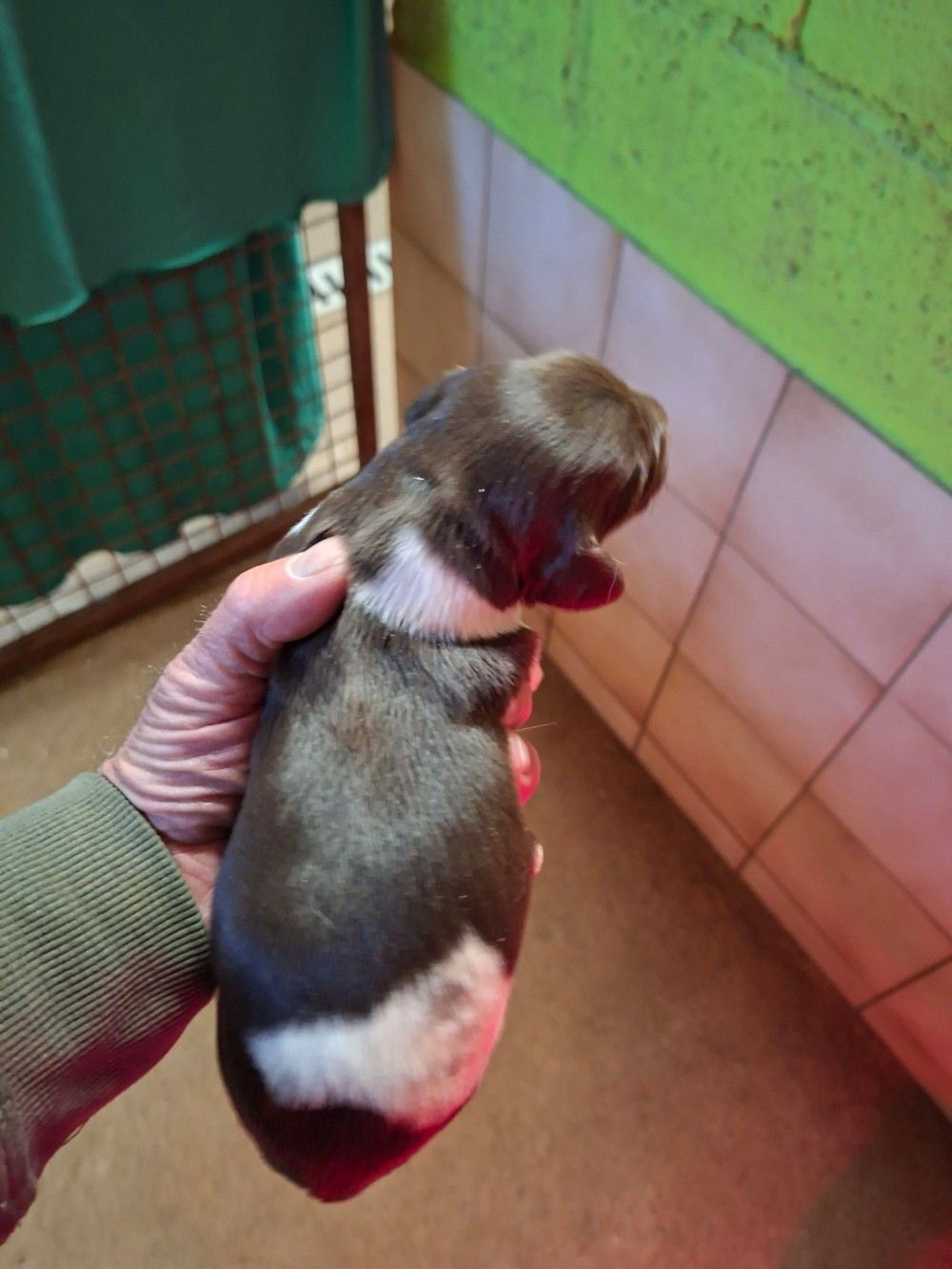 Vom hundegelaut - Petit Epagneul de Münster - Portée née le 27/10/2025