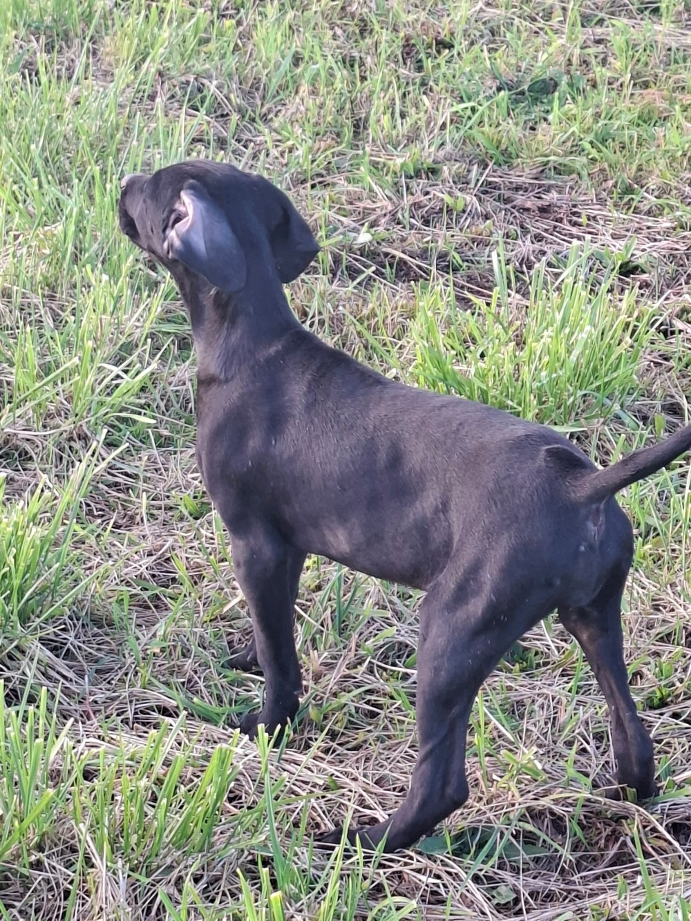 Vom hundegelaut - Chiots disponibles - Braque allemand à poil court