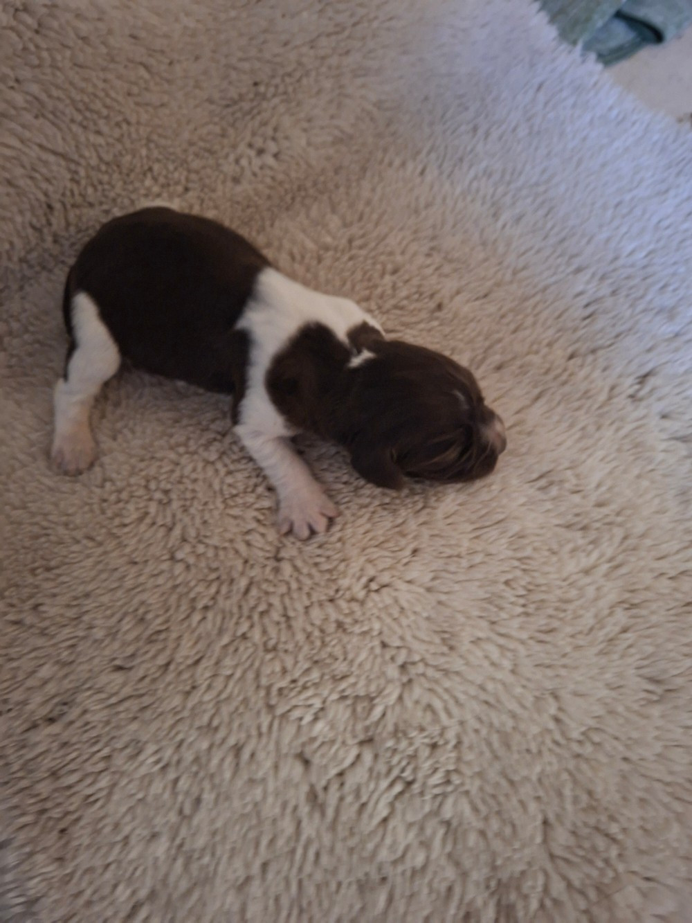 Vom hundegelaut - Chiots disponibles - Petit Epagneul de Münster