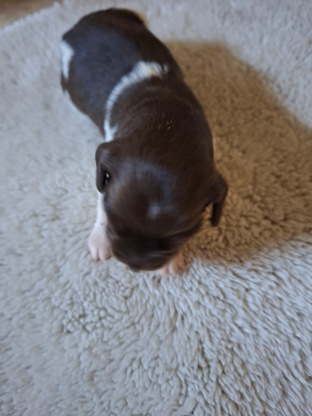 Vom hundegelaut - Chiots disponibles - Petit Epagneul de Münster