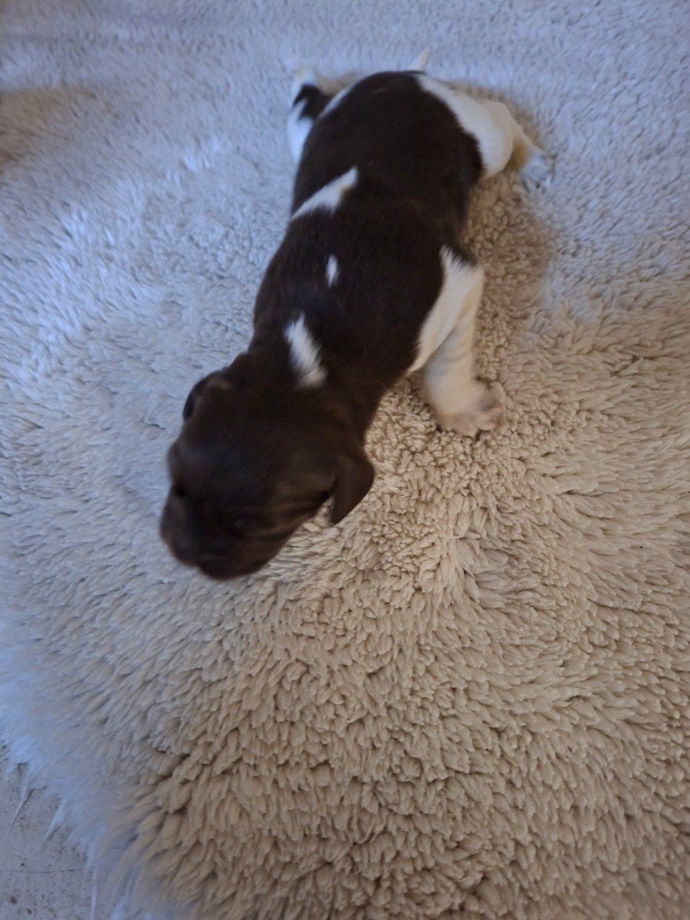 Vom hundegelaut - Chiots disponibles - Petit Epagneul de Münster