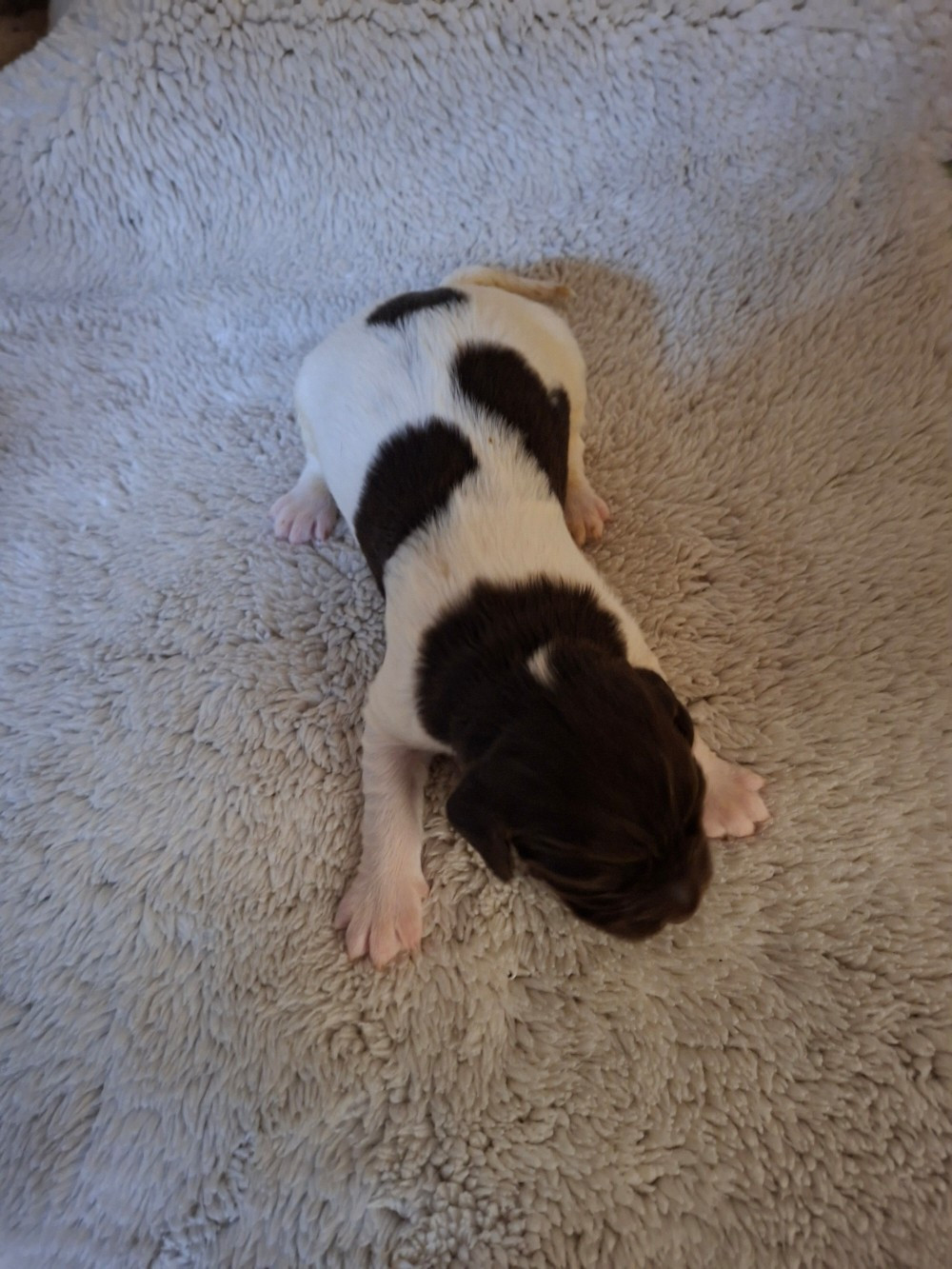 Vom hundegelaut - Chiots disponibles - Petit Epagneul de Münster