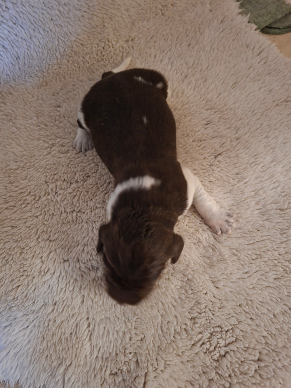 Vom hundegelaut - Chiots disponibles - Petit Epagneul de Münster