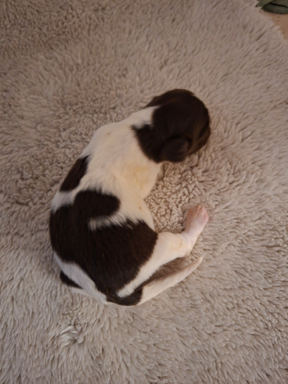 Vom hundegelaut - Chiots disponibles - Petit Epagneul de Münster