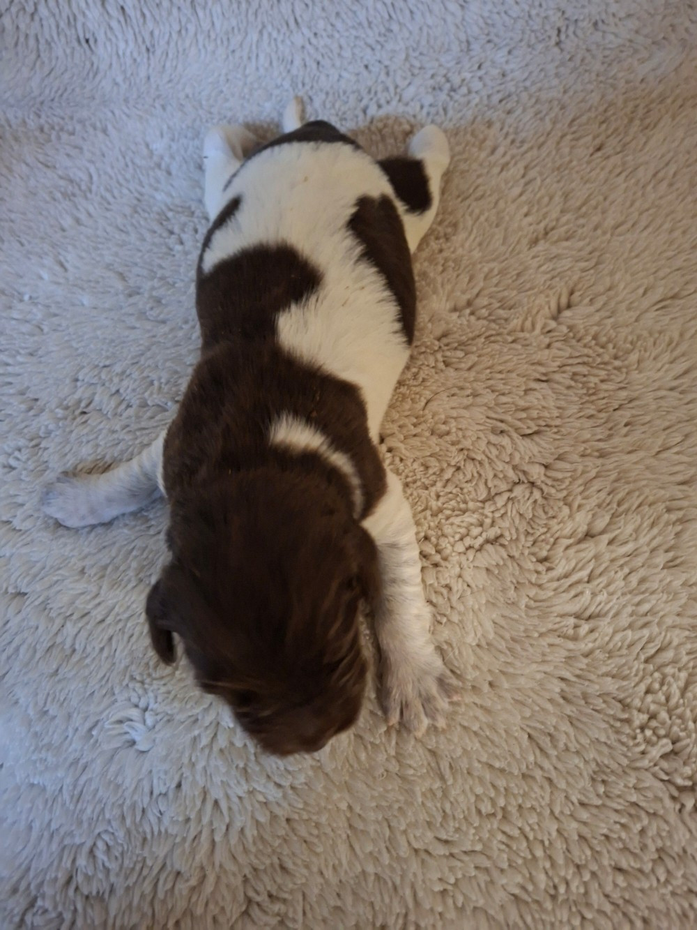 Vom hundegelaut - Chiots disponibles - Petit Epagneul de Münster