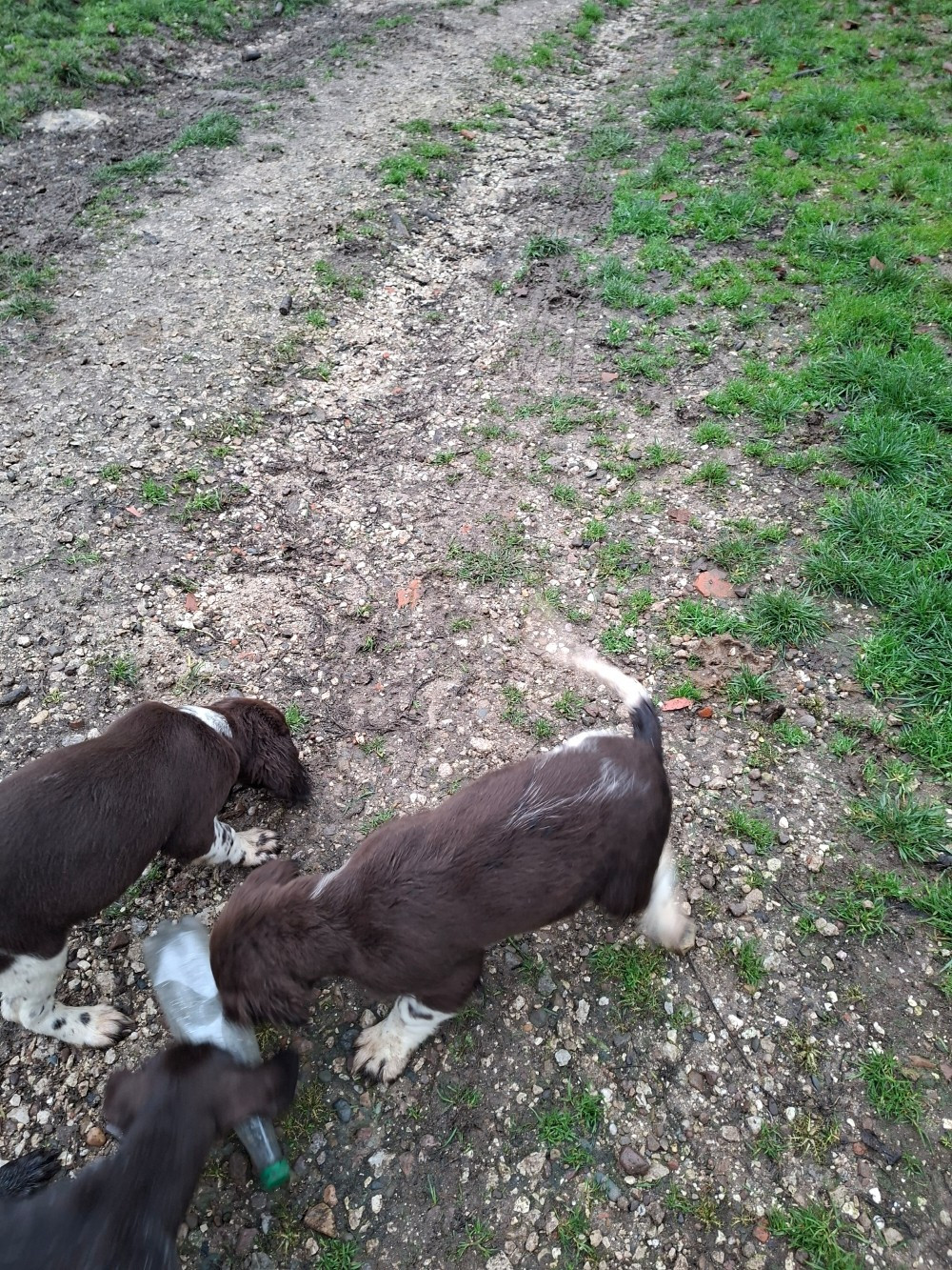 Vom hundegelaut - Chiots disponibles - Petit Epagneul de Münster