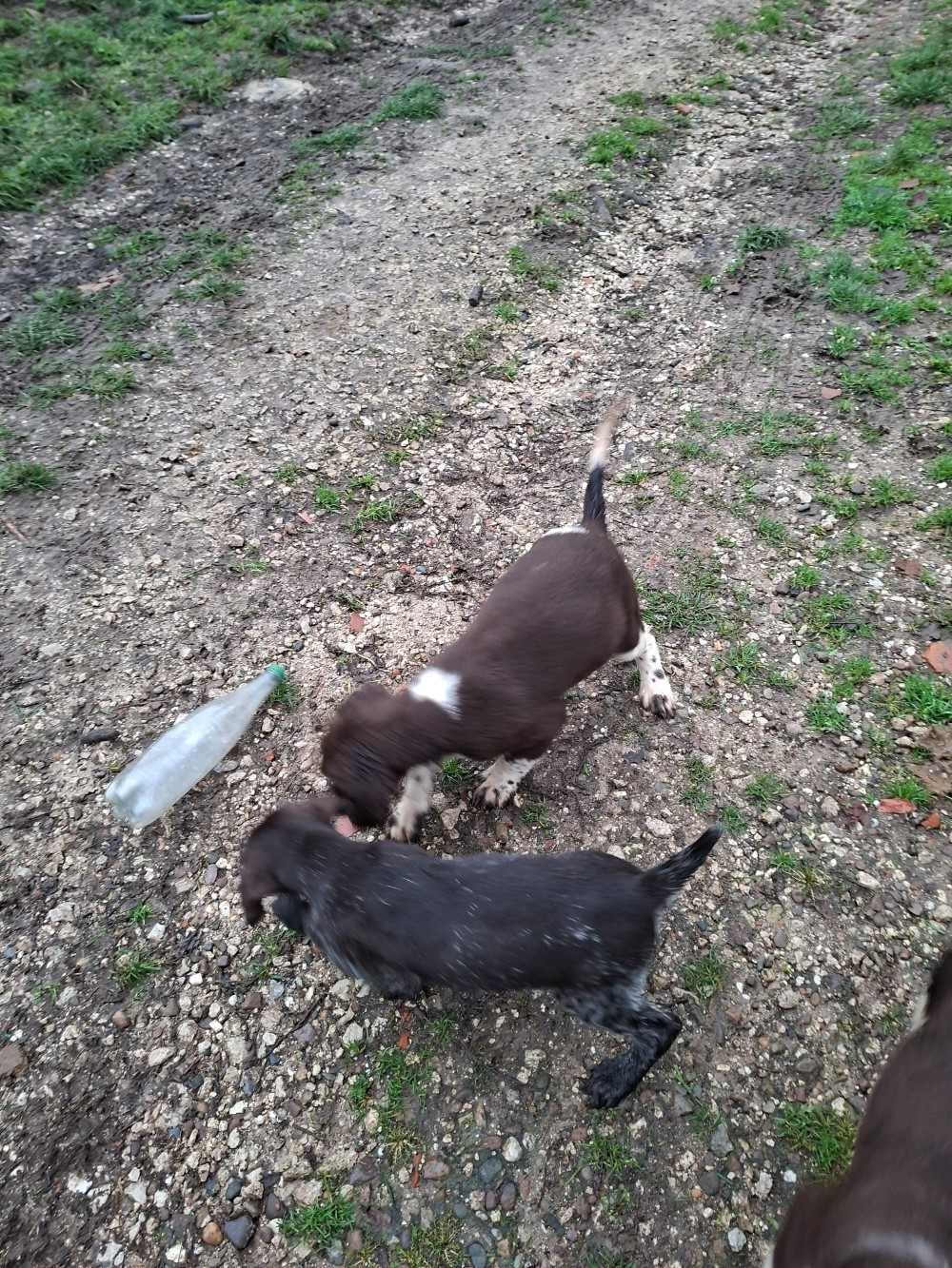 Vom hundegelaut - Chiots disponibles - Petit Epagneul de Münster