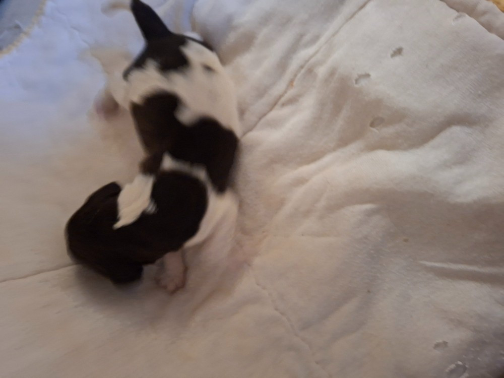 Vom hundegelaut - Petit Epagneul de Münster - Portée née le 06/12/2025