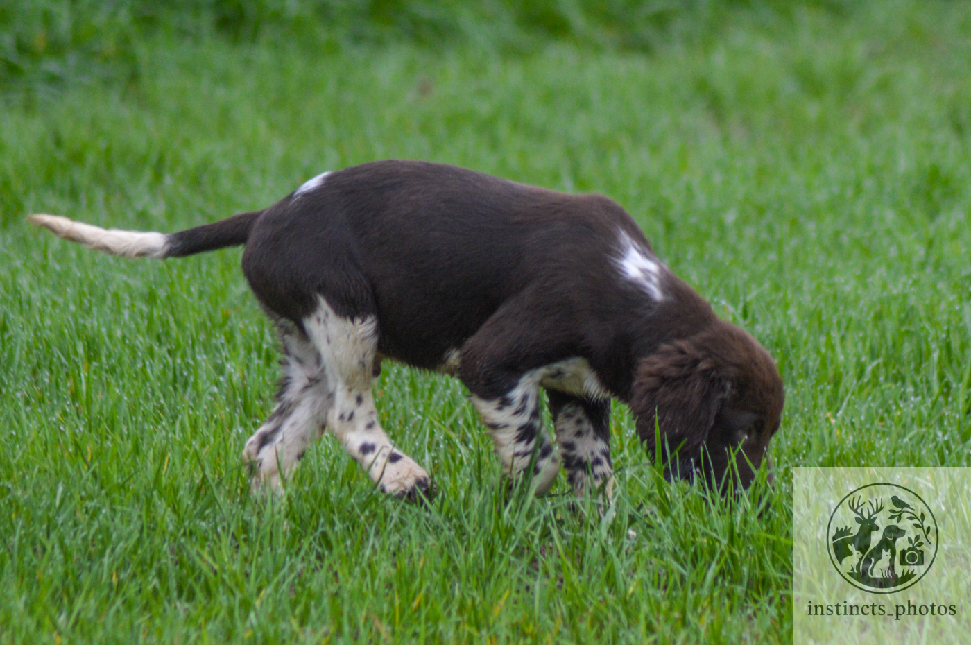 Vom hundegelaut - Chiots disponibles - Petit Epagneul de Münster