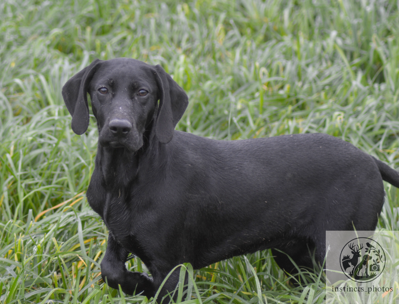 Vom hundegelaut - Chiots disponibles - Braque allemand à poil court