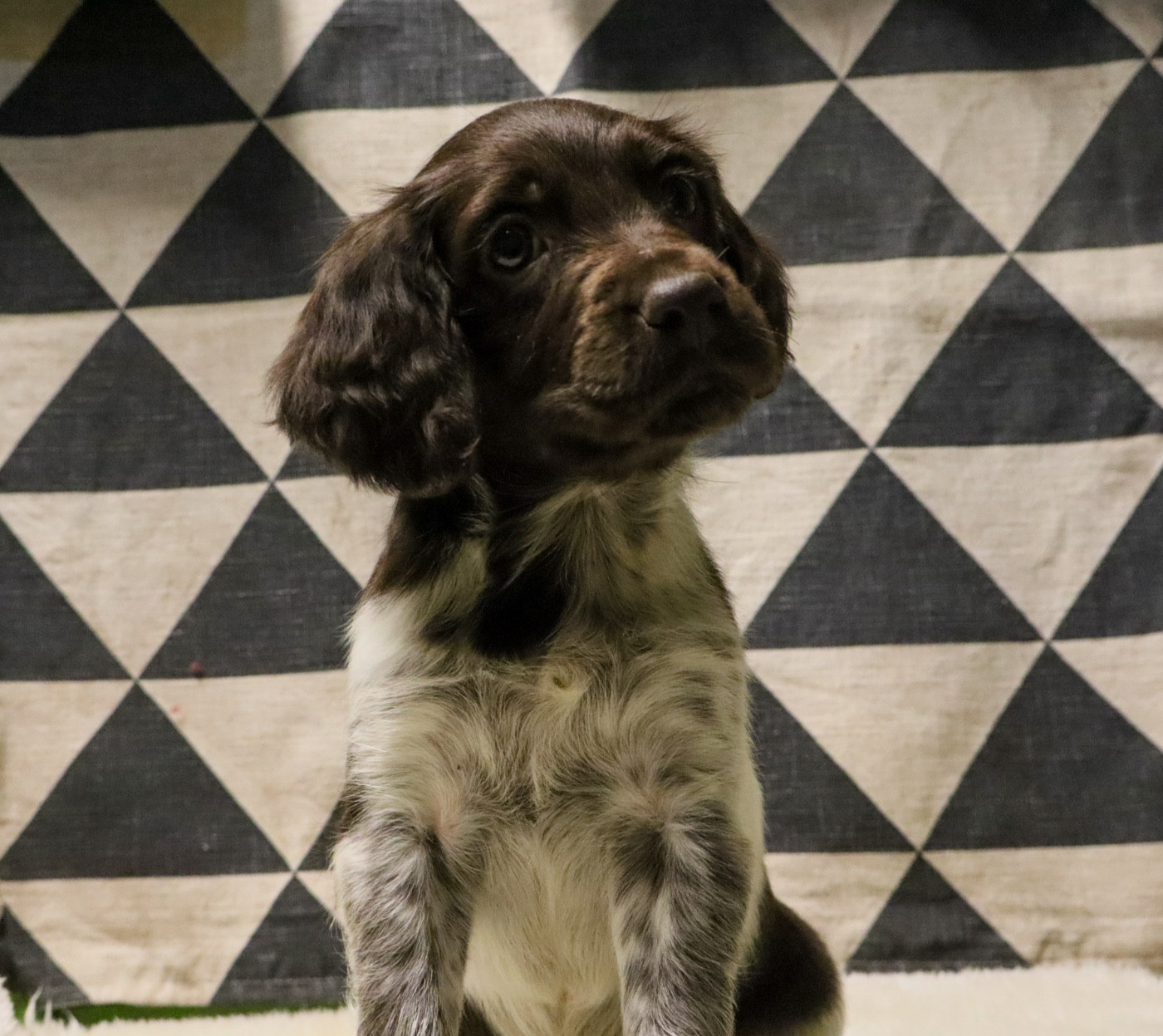 Vom hundegelaut - Chiots disponibles - Petit Epagneul de Münster