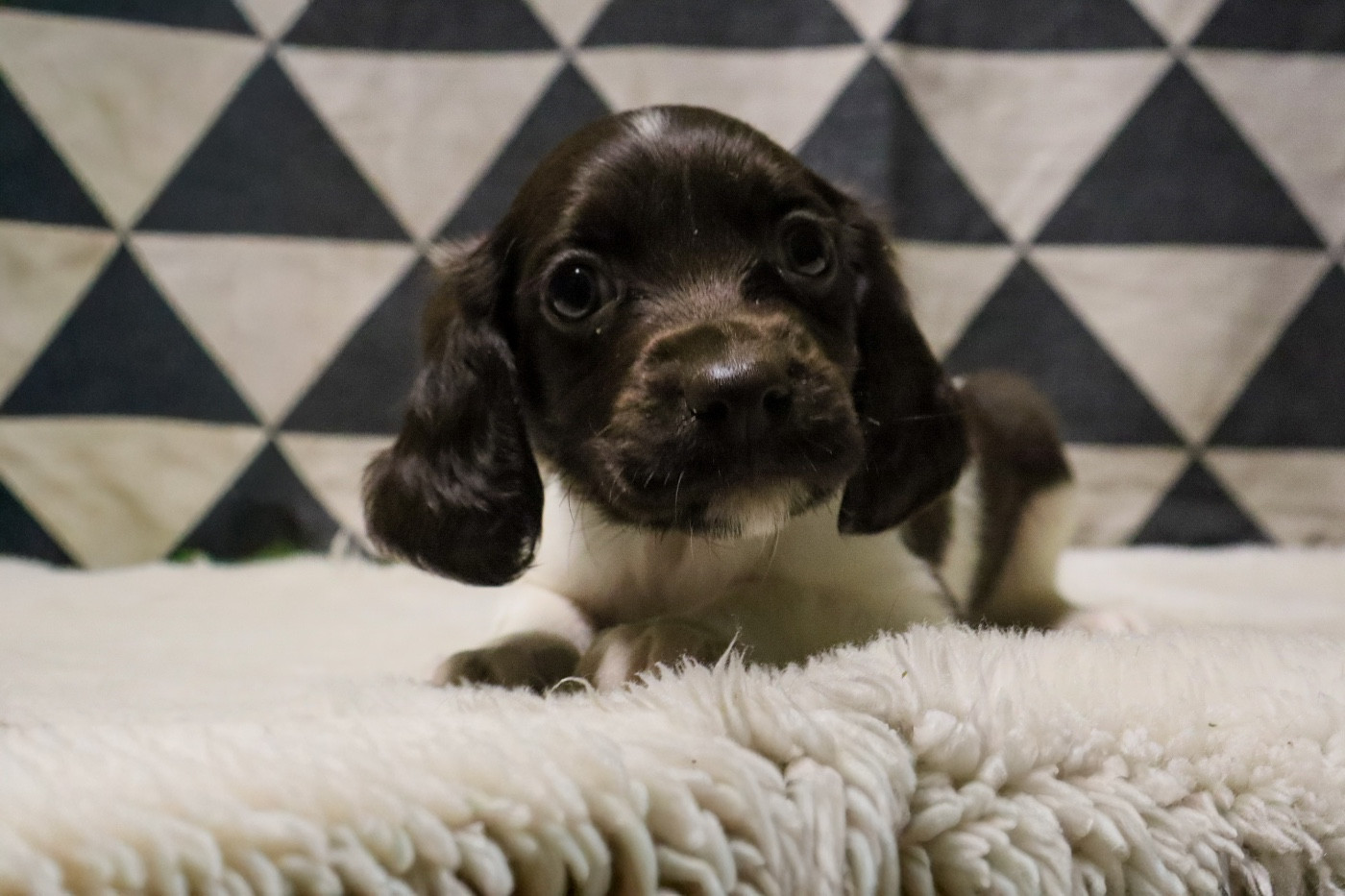 Vom hundegelaut - Chiots disponibles - Petit Epagneul de Münster