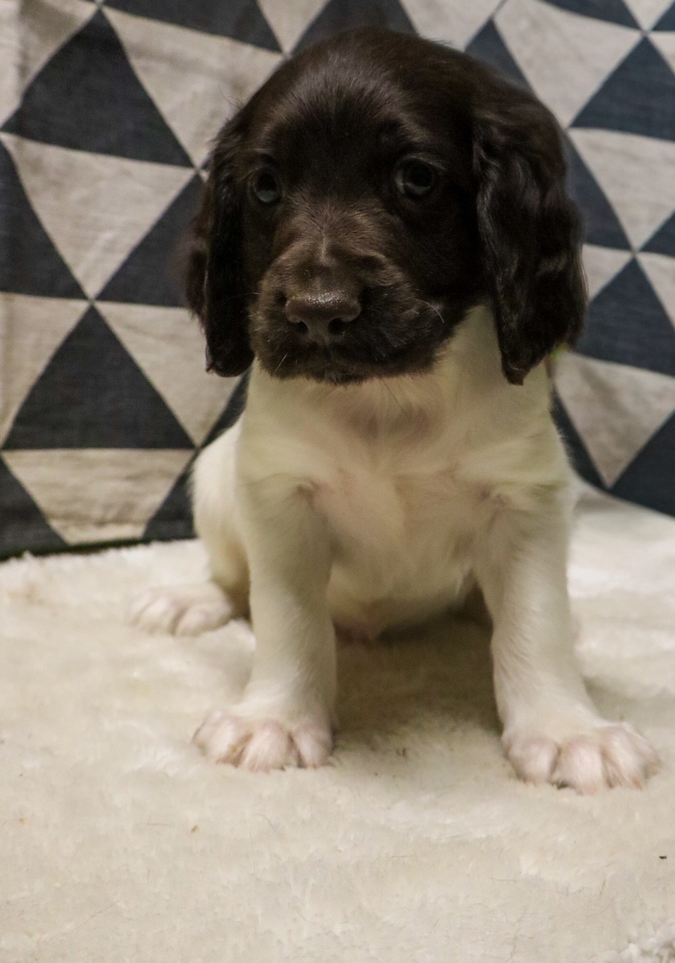 Vom hundegelaut - Chiots disponibles - Petit Epagneul de Münster