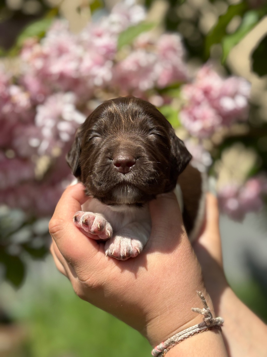 Vom hundegelaut - Petit Epagneul de Münster - Portée née le 09/04/2026