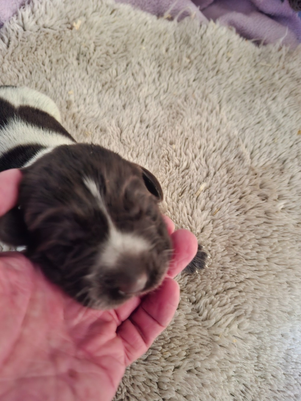 Vom hundegelaut - Chiots disponibles - Chien d'arrêt allemand à poil dur