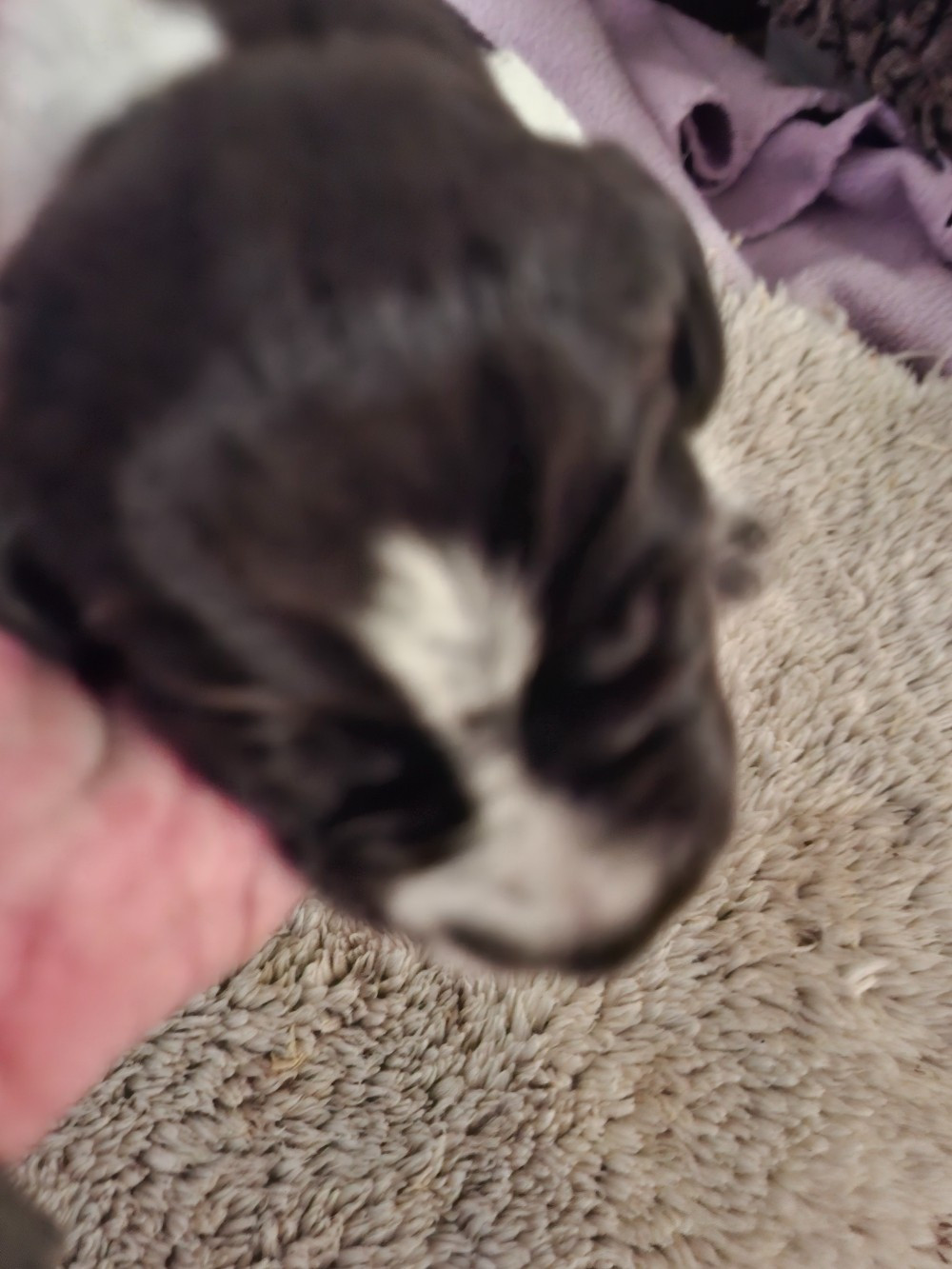 Vom hundegelaut - Chiots disponibles - Chien d'arrêt allemand à poil dur