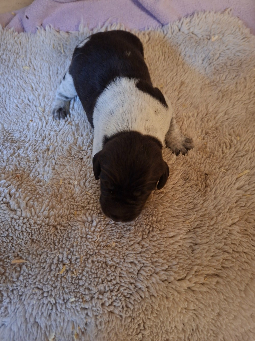 Vom hundegelaut - Chiots disponibles - Chien d'arrêt allemand à poil dur