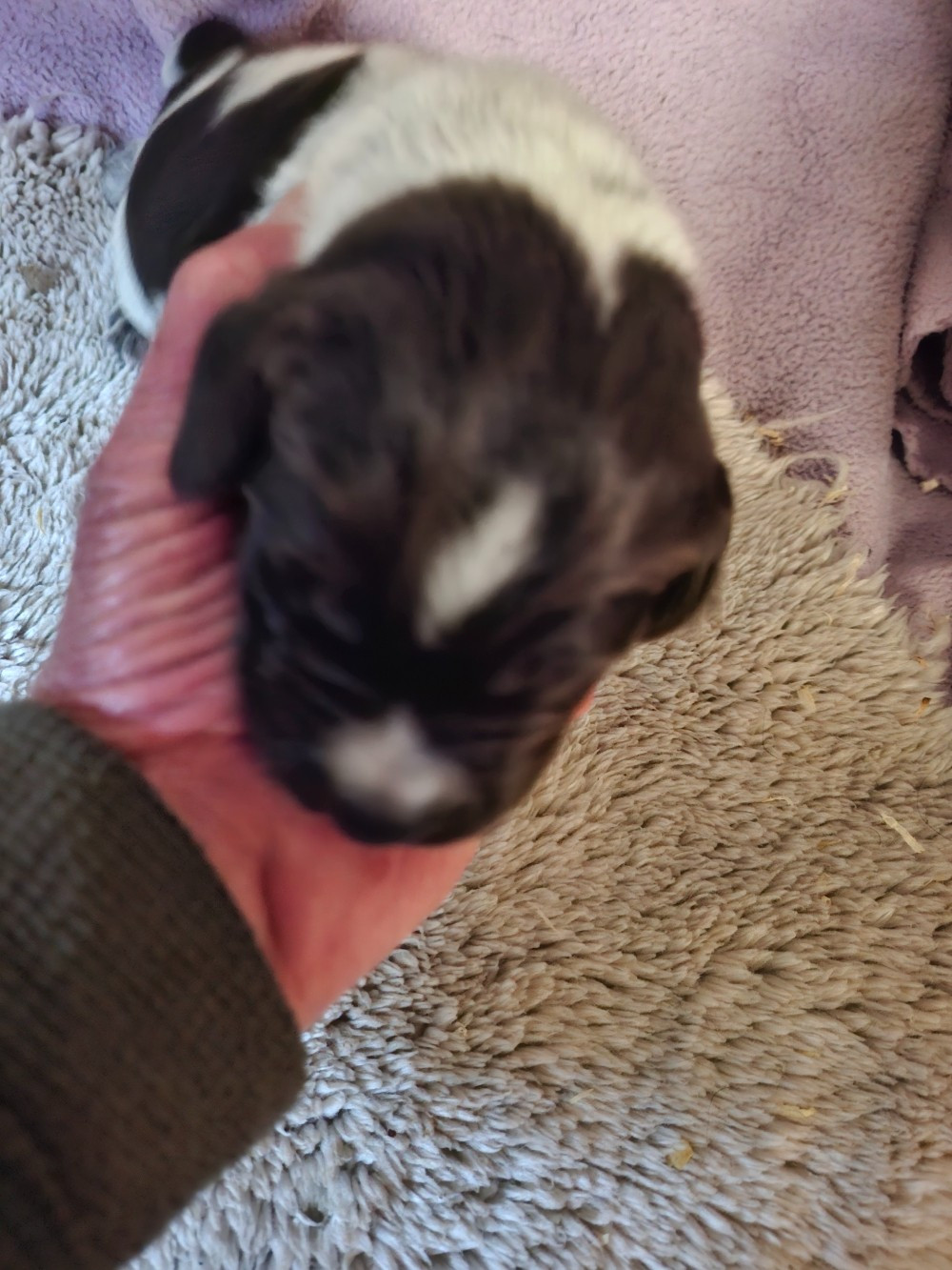 Vom hundegelaut - Chiots disponibles - Chien d'arrêt allemand à poil dur