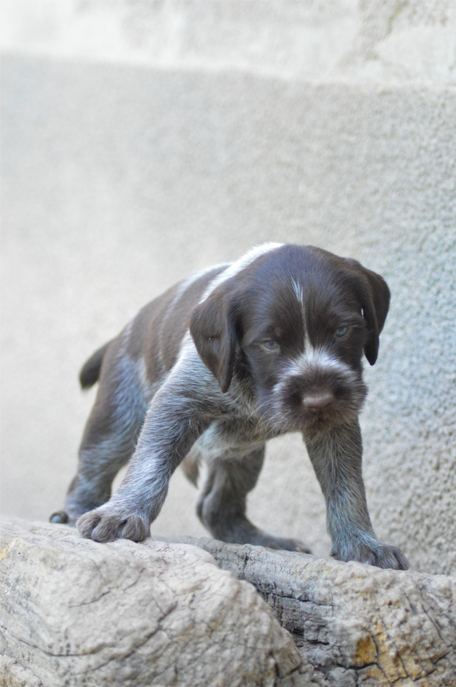 Vom hundegelaut - Chiots disponibles - Chien d'arrêt allemand à poil dur