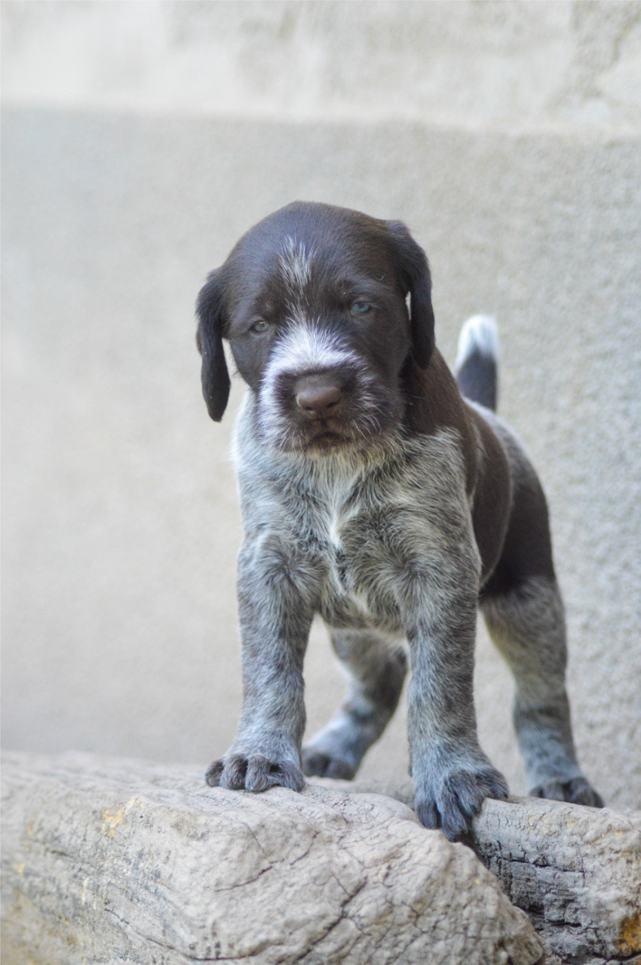 Vom hundegelaut - Chiots disponibles - Chien d'arrêt allemand à poil dur