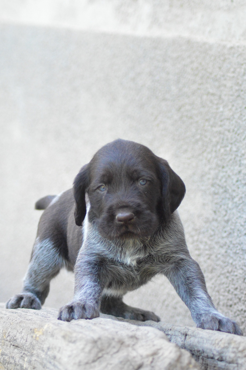 Vom hundegelaut - Chiots disponibles - Chien d'arrêt allemand à poil dur