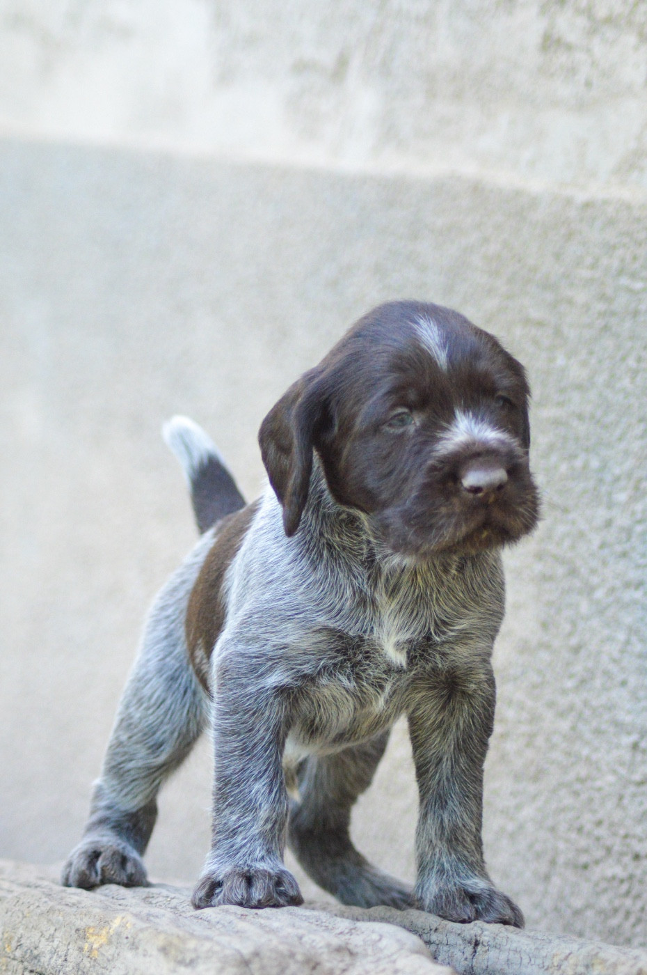 Vom hundegelaut - Chiots disponibles - Chien d'arrêt allemand à poil dur