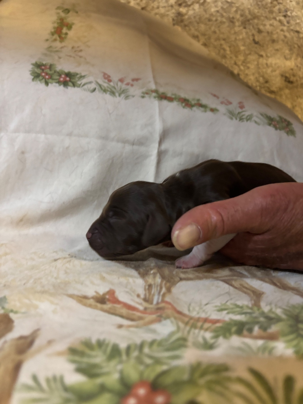 Vom hundegelaut - Petit Epagneul de Münster - Portée née le 29/05/2026