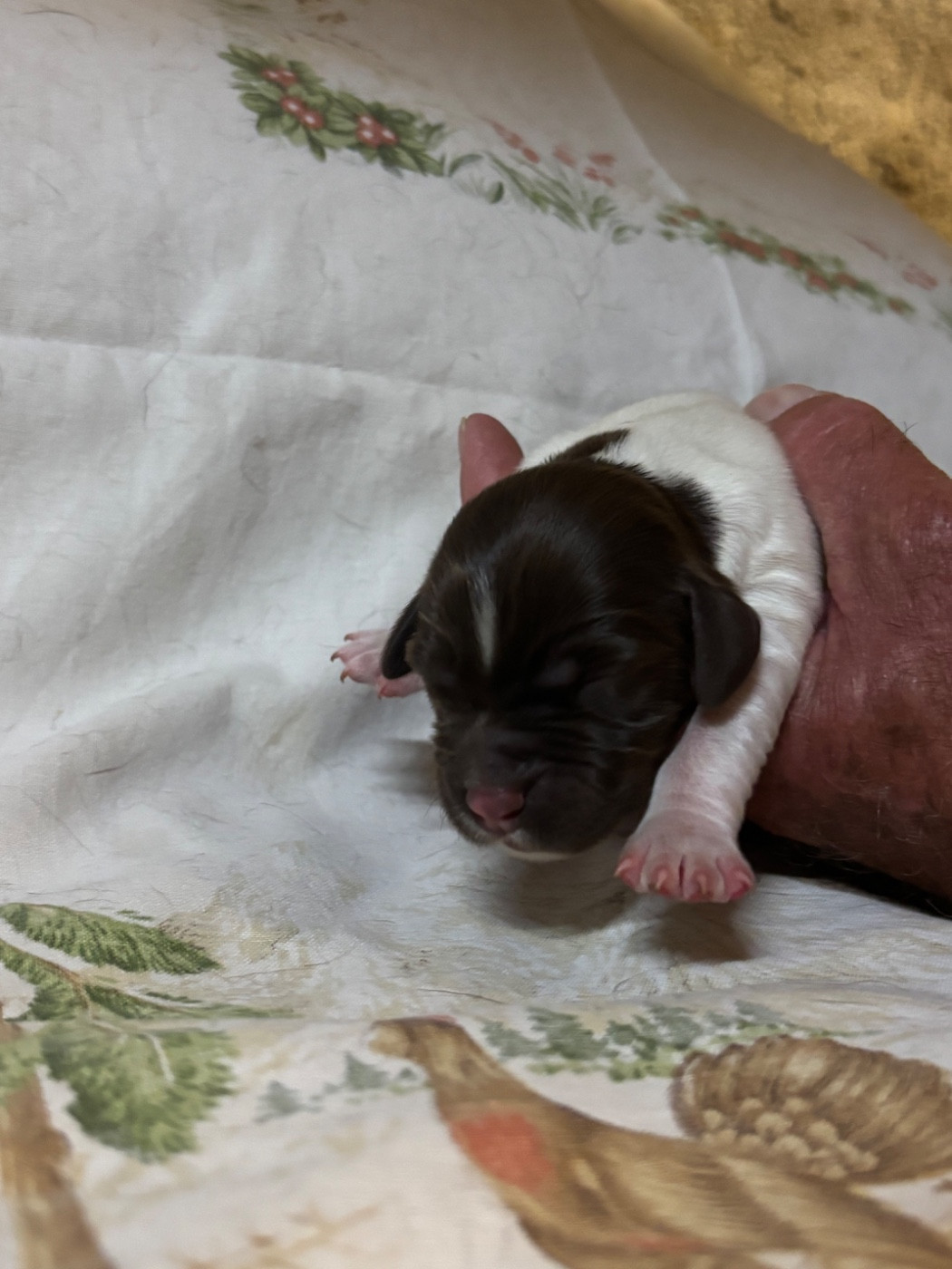 Vom hundegelaut - Chiots disponibles - Petit Epagneul de Münster