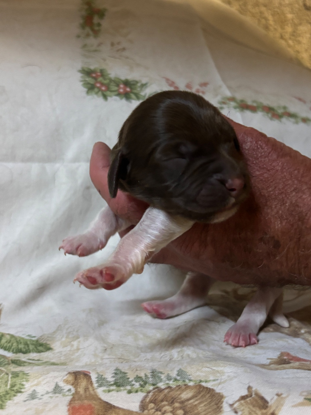 Vom hundegelaut - Chiots disponibles - Petit Epagneul de Münster