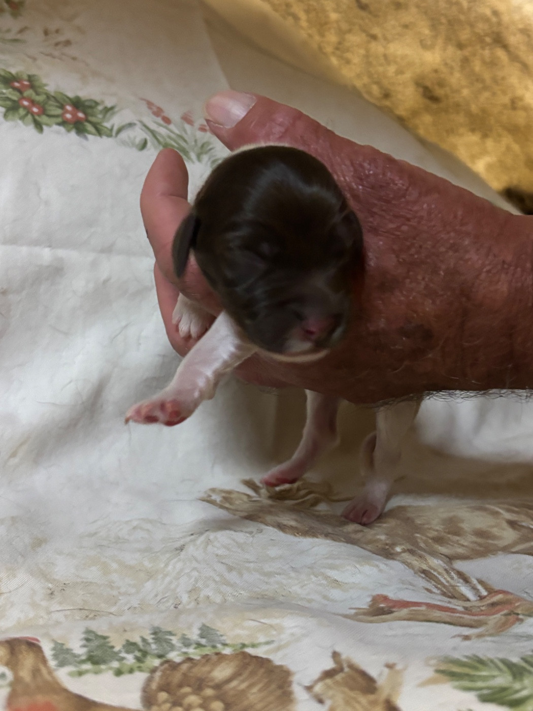 Vom hundegelaut - Chiots disponibles - Petit Epagneul de Münster