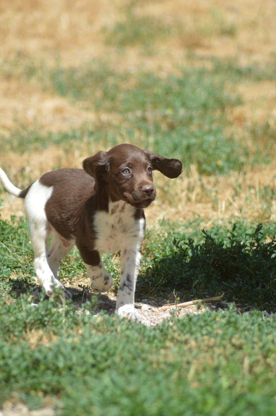 Vom hundegelaut - Petit Epagneul de Münster - Portée née le 29/05/2026